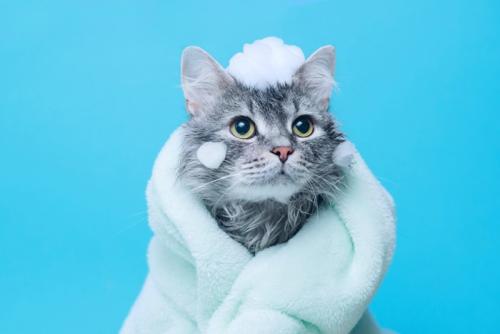 タオルを巻いて頭に泡をのせた猫