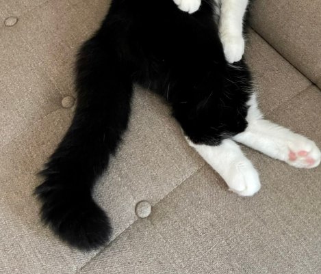 猫の下半身のみ