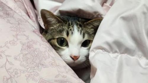 室内にいる猫