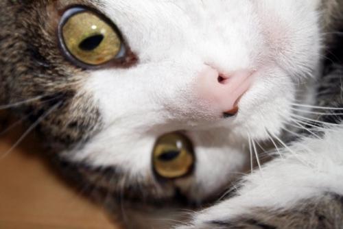 猫の鼻アップ