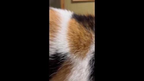 三毛柄アップ