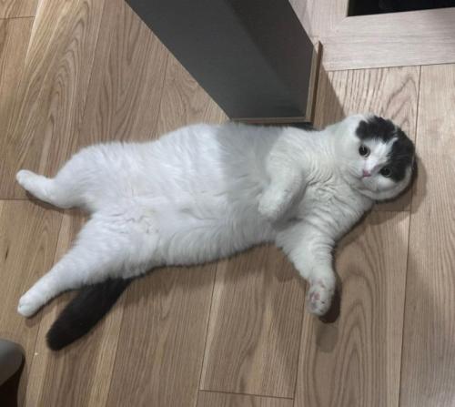 仰向けで寝ている猫