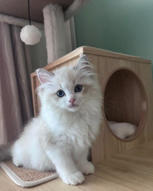 キャットタワーでお座りをしているカメラ目線の子猫