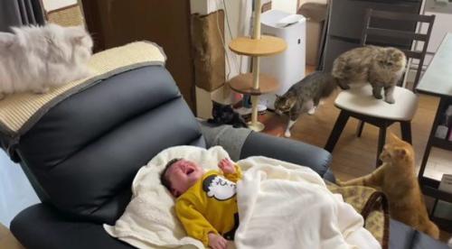 泣いている赤ちゃんと猫たち