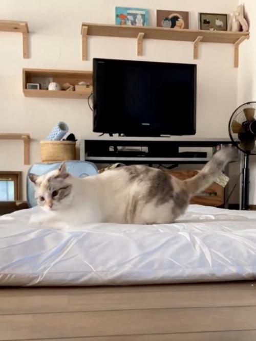 耳を後ろに倒している猫