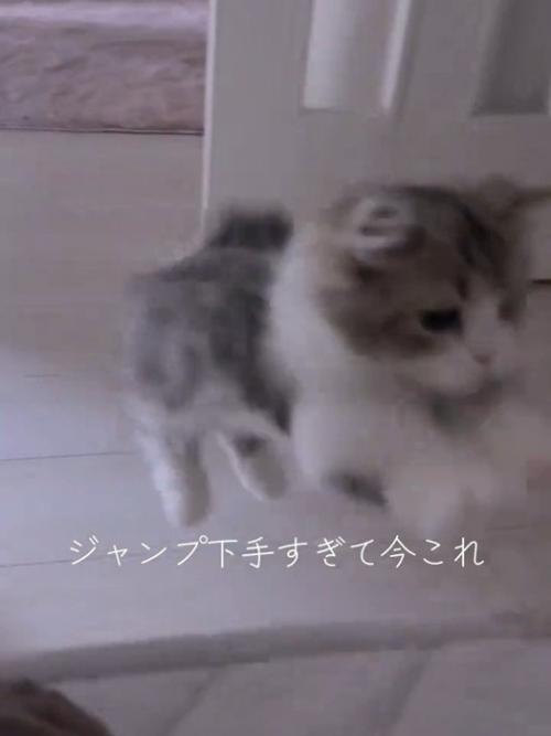 飛び乗ろうとする猫