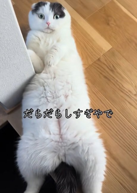 玄関で仰向けで寝ている猫