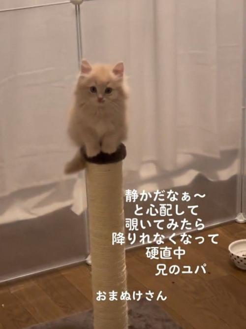 爪とぎポールに乗ってカメラ目線の子猫