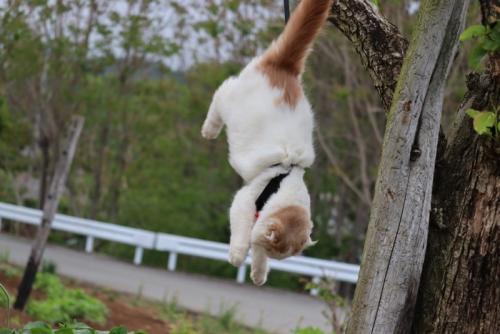ジャンプしようとする猫