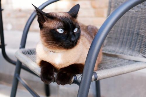 視線を合わせない猫