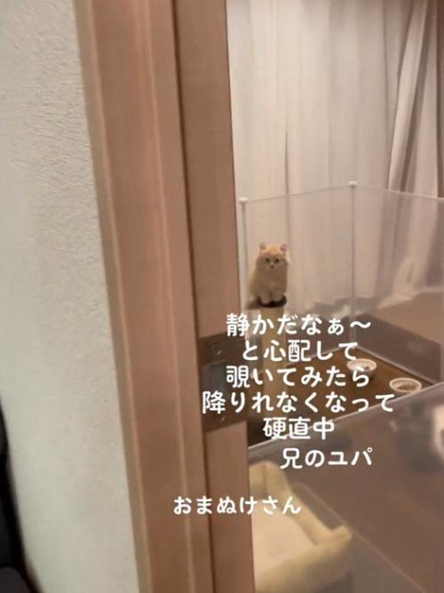 部屋にいる子猫