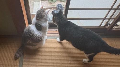 外を眺める猫