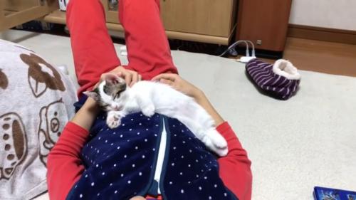 男の子のお腹の上で寝る子猫