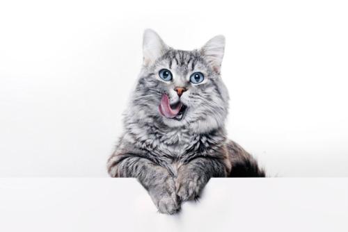 舌なめずりをする猫