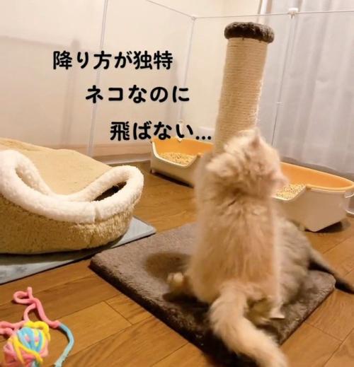 爪とぎポールを降りた子猫