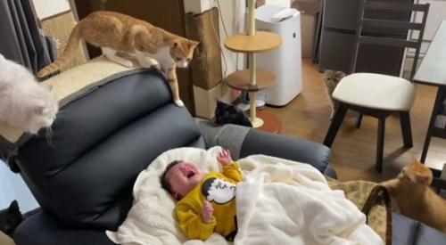 泣いている赤ちゃんと猫たち