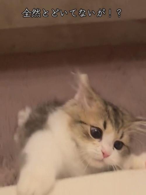 目を丸くしてしがみつく猫