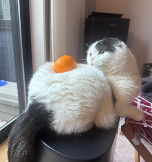 みかんを背中に乗せている猫