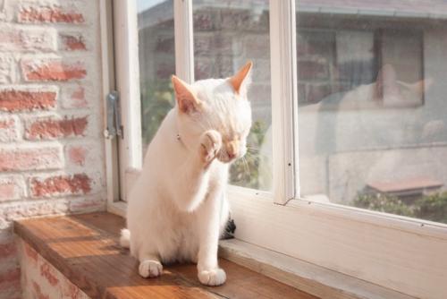 窓際がお気に入りの猫
