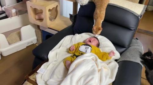 泣いている赤ちゃんと猫たち
