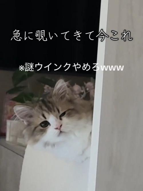 ウインクする猫