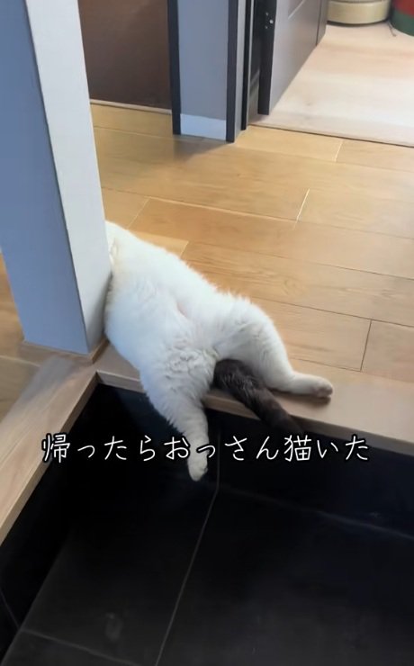 玄関で寝ている猫の下半身