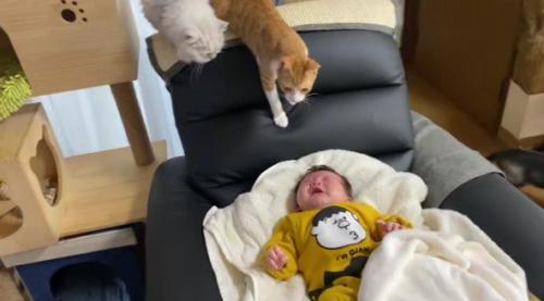 泣いている赤ちゃんと猫たち