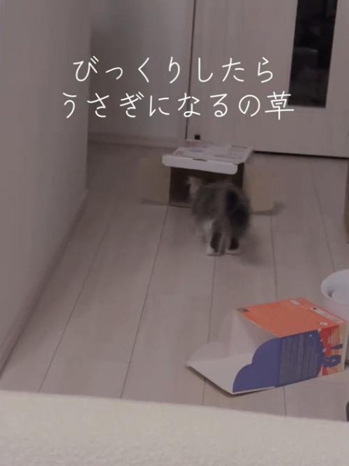 箱に入る猫