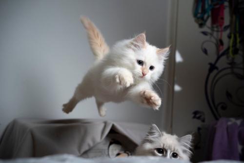 ジャンプする白い猫