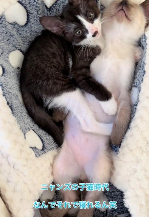 一緒にくつろぐ2匹の子猫