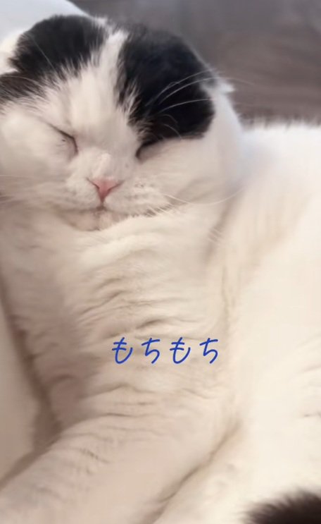 目をつぶって寝ている猫