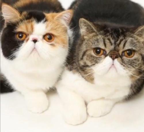 横に並んでいる猫