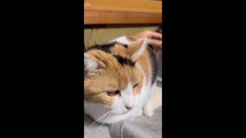 左脇に