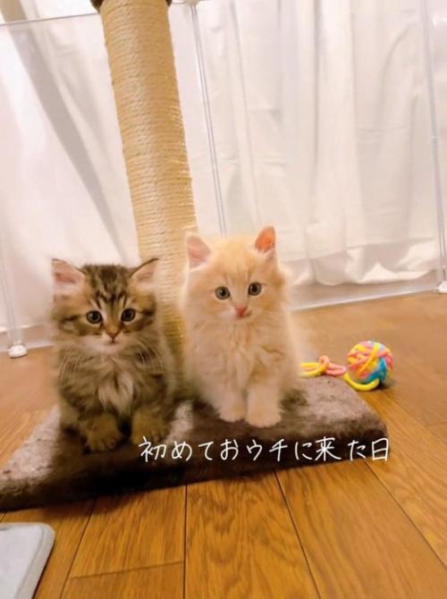 並んで座る子猫たち
