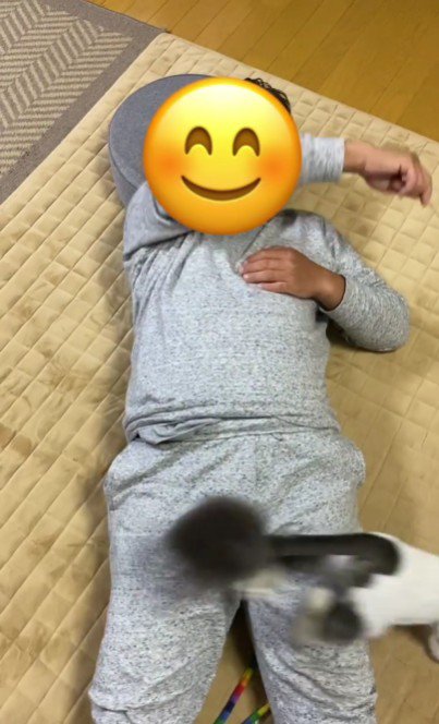 仰向けで寝ている人と猫じゃらしを追いかけている猫