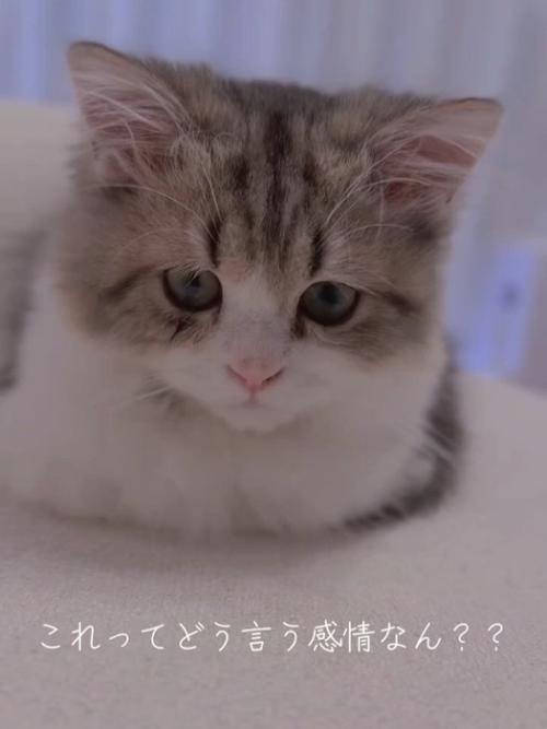 真剣な顔の猫