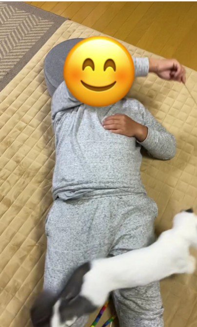 仰向けで寝ている人と猫じゃらしを追いかけている猫