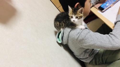 男の子の肩に乗る子猫