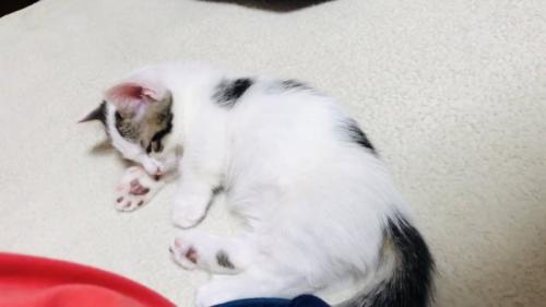 男の子の隣で眠る子猫