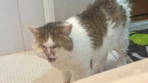 お風呂場にいる猫