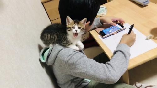 男の子の肩に乗ってあくびする子猫