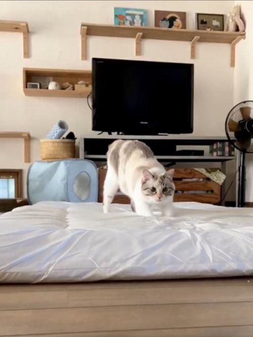 布団の上でこちらを見る猫