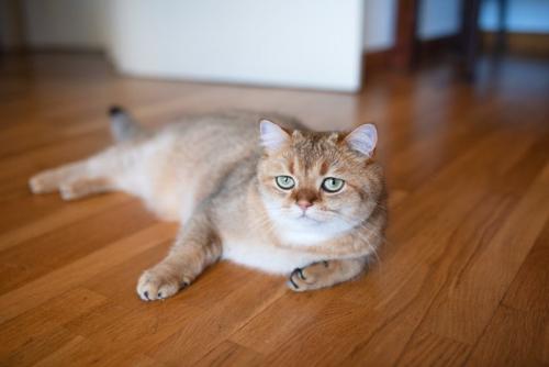 悲しげな顔の猫