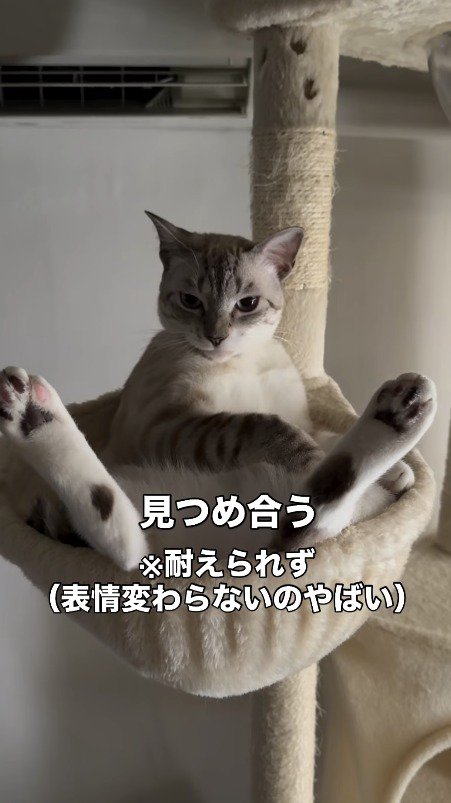 足を開いたポーズで、飼い主を見つめる猫