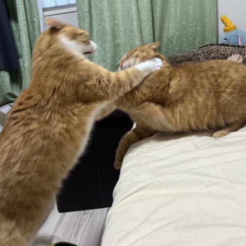 立ち上がって攻撃する猫