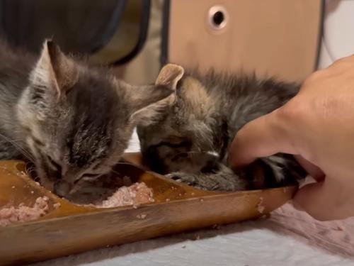 ご飯を食べる子猫