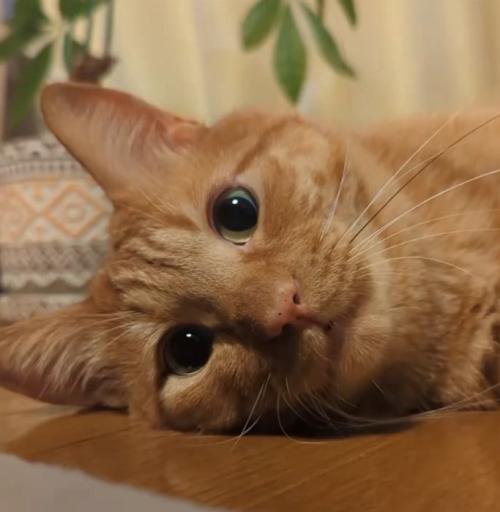 寝転がる猫
