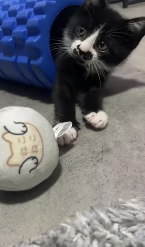 ローラーの中の猫の写真