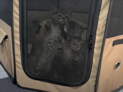 ケージの中の猫