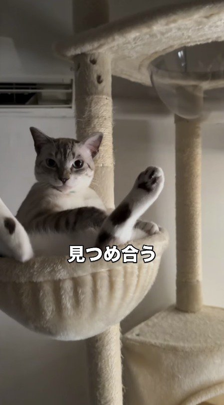 飼い主を真顔で見つめる猫